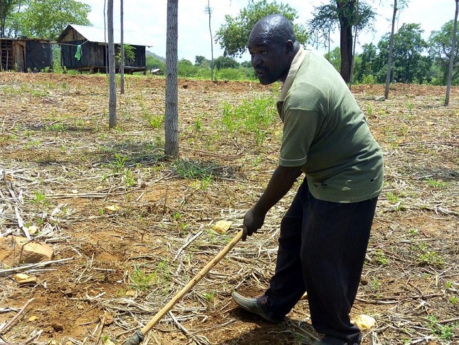 I now harvest four times as much sorghum with less labour: Tharaka Nithi farmers thrive in conservation agriculture